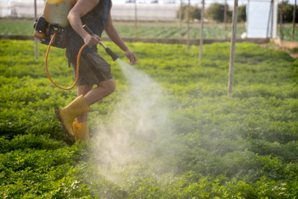 Best Ant Control Services  in Dawson, TX